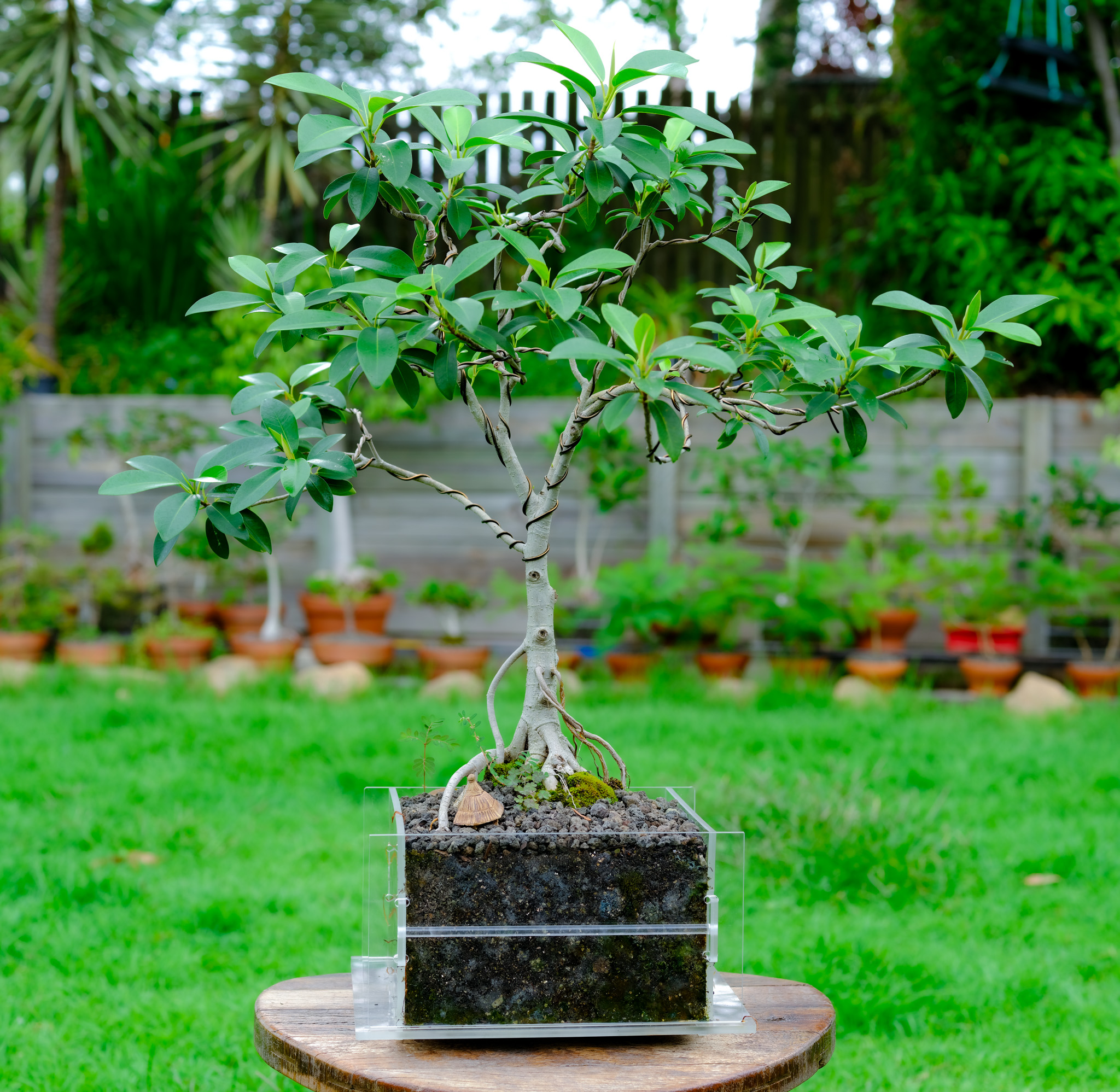 Home The Clear Pot Clear Bonsai & Plant Pot